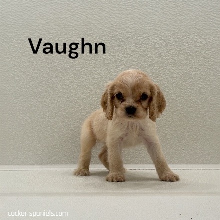 puppy, for, sale, Cocker Spaniel, Joe & Cherri  Overlease, dog, breeder, Miller, MO, dog-breeder, puppy-for-sale, forsale, nearby, find, puppyfind, locator, puppylocator, aca